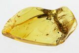 Detailed Fossil Bristletail (Machilidae) In Baltic Amber #300694-1